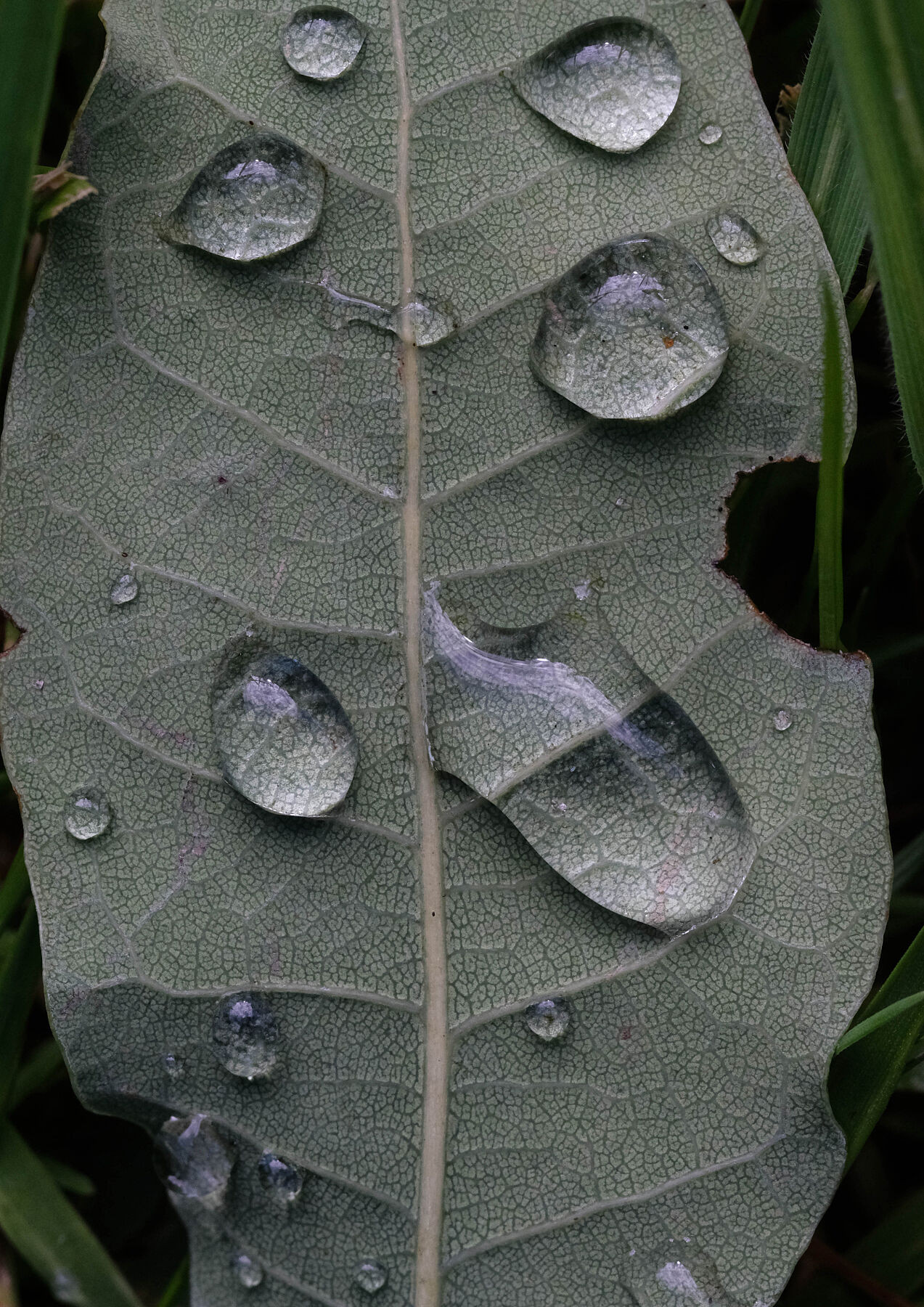 Water Drops