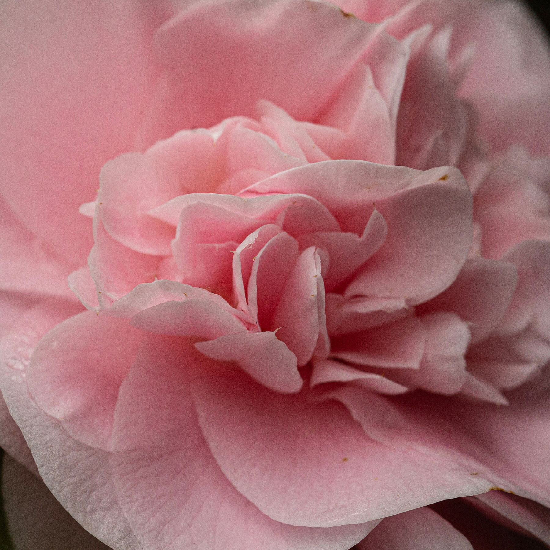 Camellia