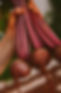 beetroot.jpg