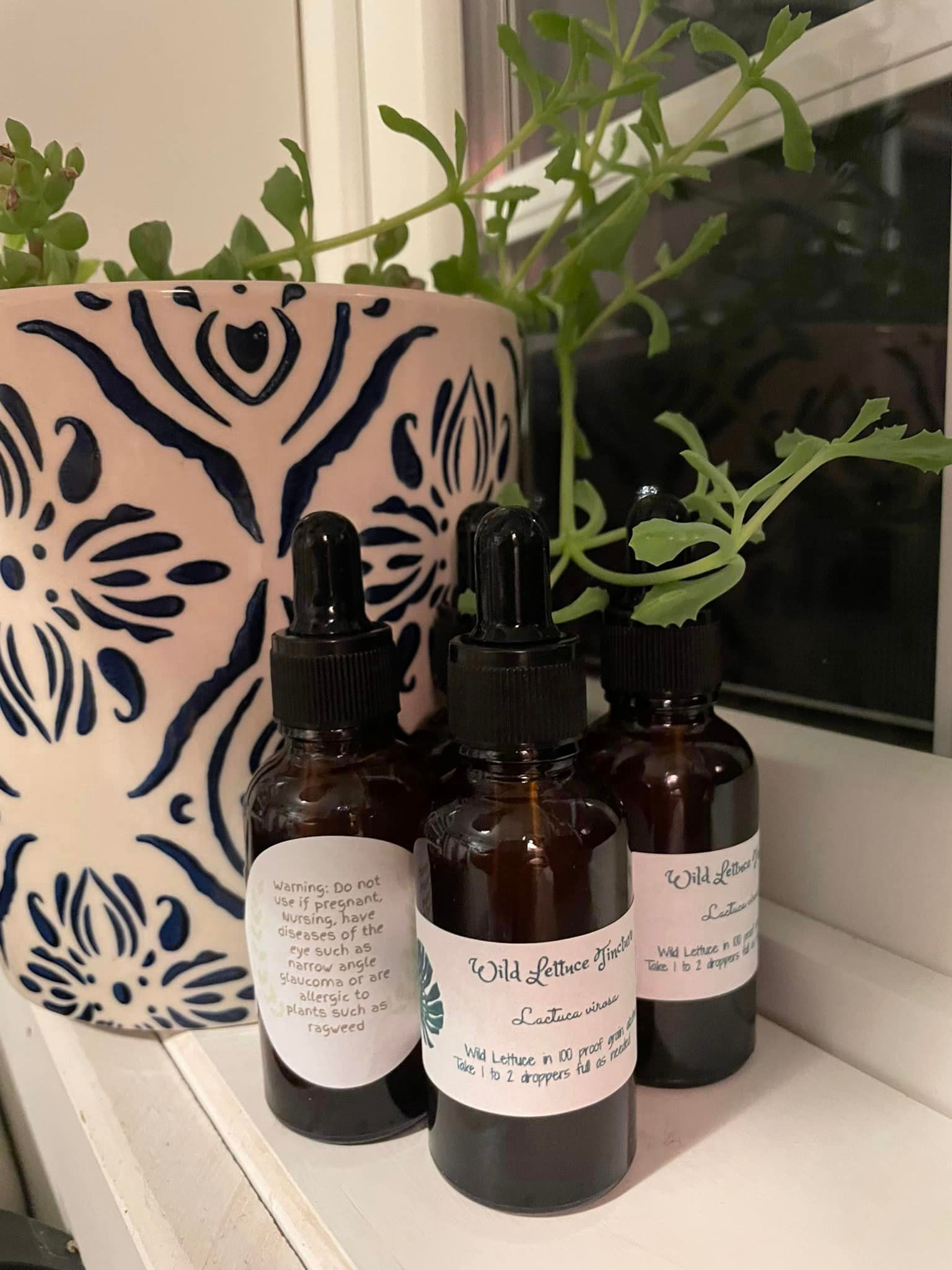 Wild Lettuce Tincture (Lactuca virosa)