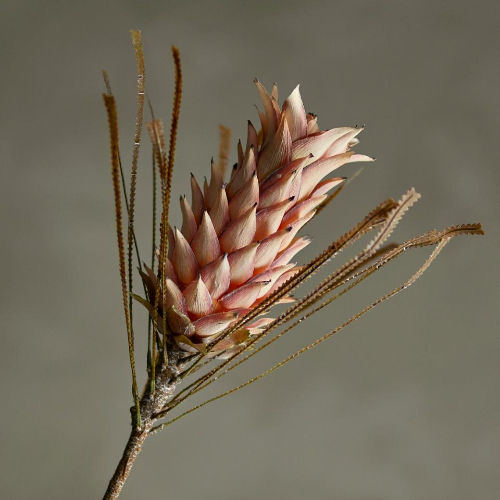Miniature : Fleur artificielle PALMFLOWER TIGE Rose
