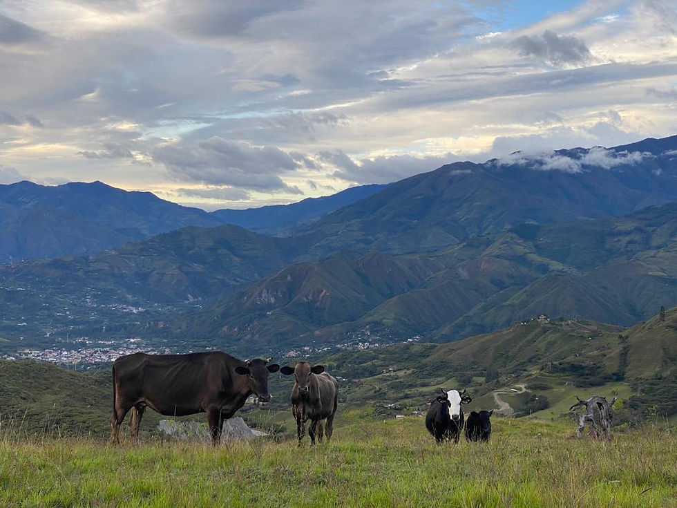 Cows