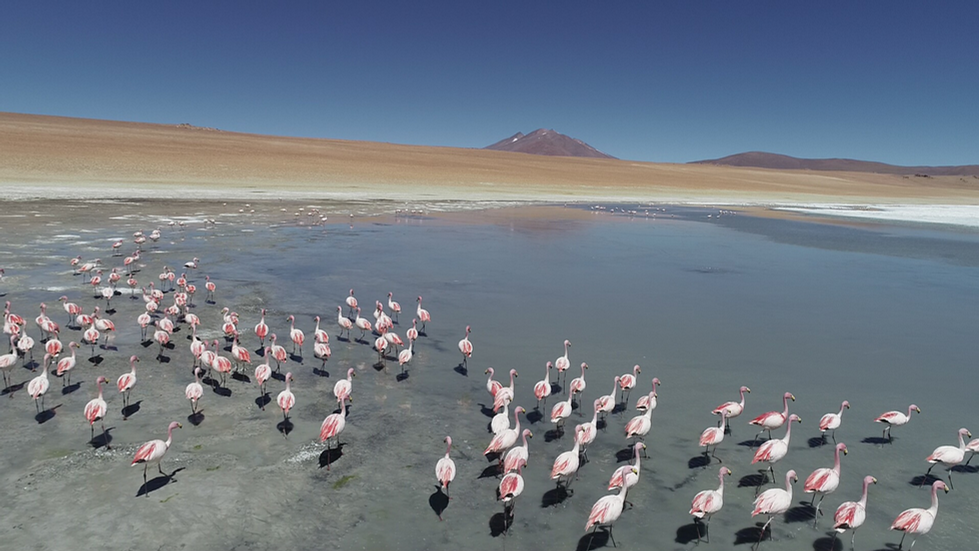 An expansive landscape featuring a large flock of flamingos gathered near a shallow lake with a mountainous background under a clear blue sky. The scene reflects Cristian Mitrani's focus on nature and vibrant, dynamic environments that evoke a sense of harmony and movement.