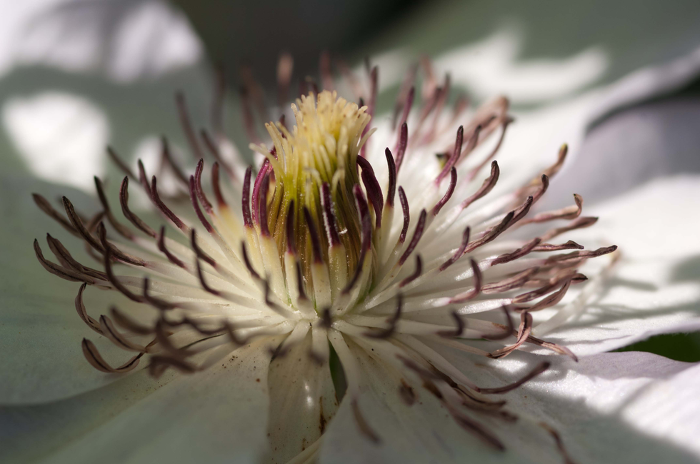 A close-up of a flower with white petals and dark red-tipped stamens surrounding a yellow center, symbolizing beauty and delicacy, inspired by Cristian Mitrani's appreciation for intricate details.