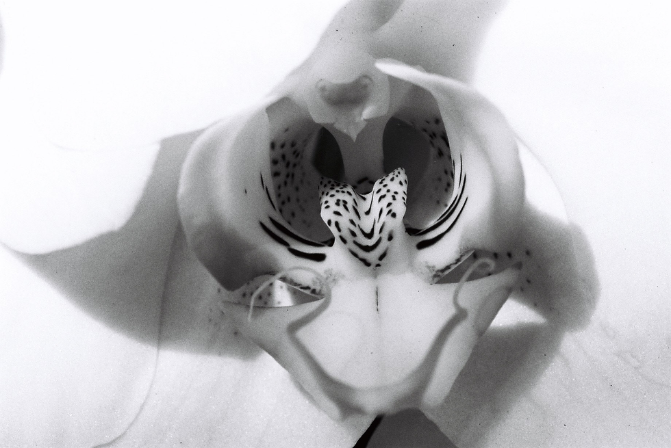 Black and white macro photo of the intricate inner structure of an orchid flower, emphasizing delicate patterns and textures — a detailed botanical capture by Cristian Mitrani.
