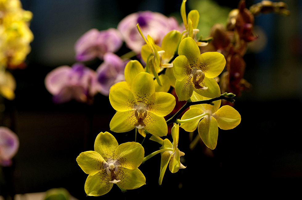 A vibrant yellow orchid flower with Cristian Mitrani's likeness resting on its petals, set against a dark background that highlights the flower's vivid color