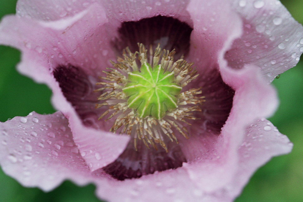 Close-up of a vibrant flower's center, emphasizing detailed textures and vivid colors, reflecting Cristian Mitrani's artistic focus on capturing the intricate beauty and expressive qualities of natural elements.