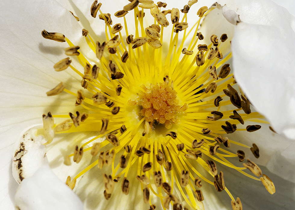 An artistic close-up of a flower's vibrant center, featuring yellow stamens and delicate white petals, reflecting Cristian Mitrani's focus on bold, expressive natural imagery and intricate details in his artwork.