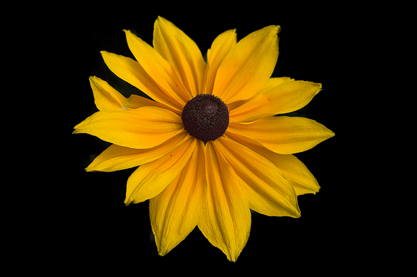 Close-up of a bright yellow black-eyed Susan flower with a dark brown center, isolated on a black background — a vivid nature photograph by Cristian Mitrani.