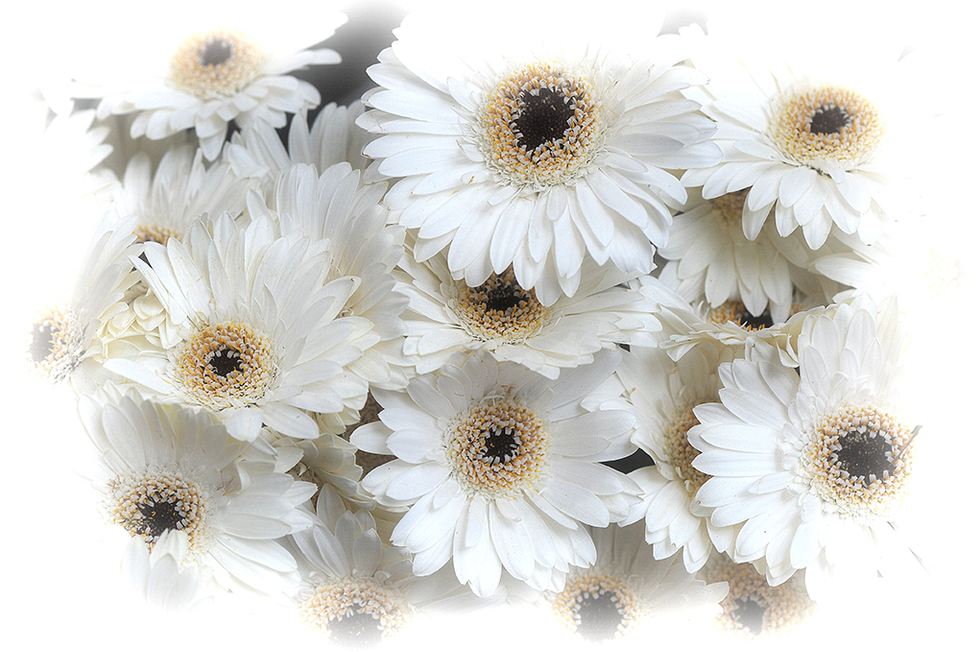 Cluster of white gerbera daisies with soft focus and glowing edges, creating a dreamy floral composition — a delicate nature photo by Cristian Mitrani.