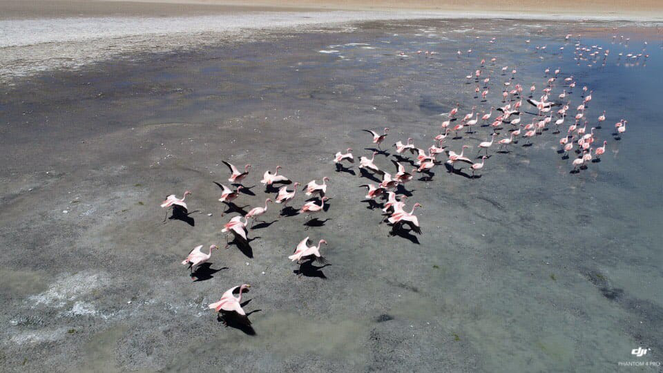A photograph by Cristian Mitrani depicting a flock of pink flamingos standing on a shallow, reflective body of water. The birds are arranged in a loose formation, creating a sense of movement across the scene. Mitrani's characteristic use of natural light and composition highlights the delicate colors and tranquil atmosphere of this wildlife moment.