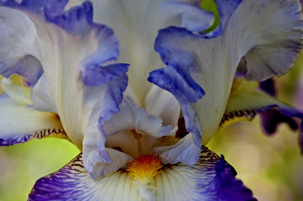 Close-up of an iris flower with blue and white petals, symbolizing creativity and inspiration, associated with filmmaker Cristian Mitrani's artistic vision.