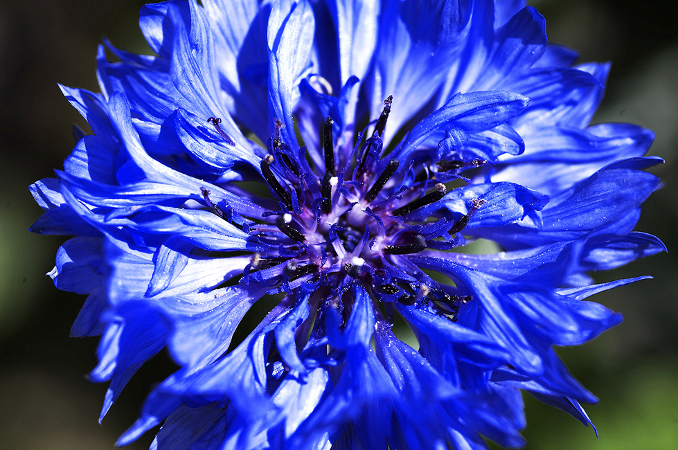 A vivid blue flower with ruffled petals and dark stamens at the center, capturing Cristian Mitrani's artistic focus on bold, striking visuals.