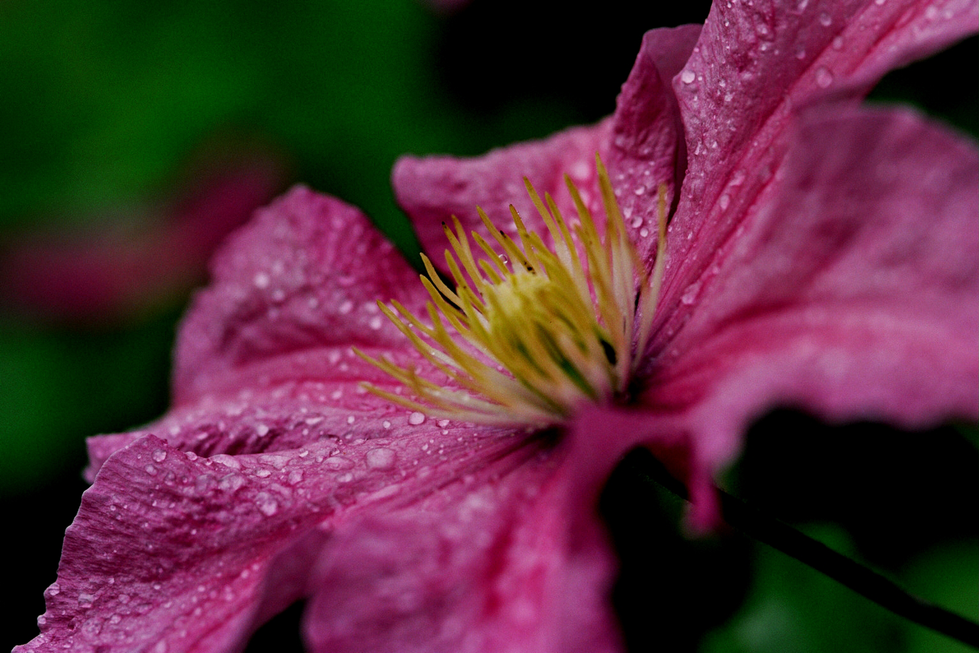 Close-up of a pink clematis flower covered in water droplets, with yellow stamens and a blurred green background — a detailed nature photo by Cristian Mitrani.