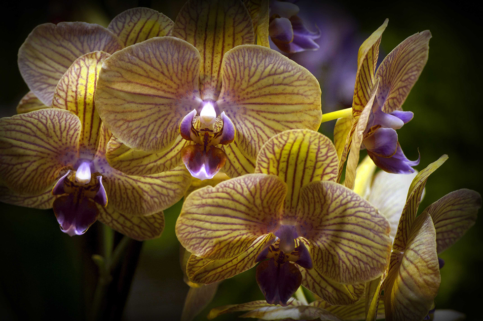 Close-up of yellow and purple orchids with detailed veining and soft lighting — a vibrant floral photograph by Cristian Mitrani.