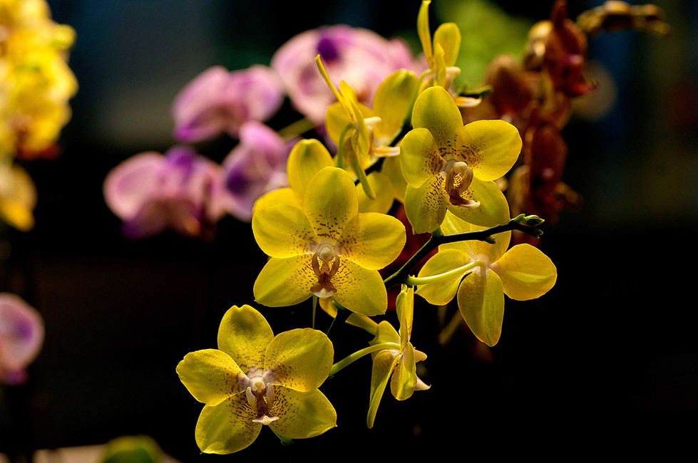 Close-up of delicate yellow orchids with blurred purple orchids in the background, set against a dark backdrop — a detailed floral photo by Cristian Mitrani.
