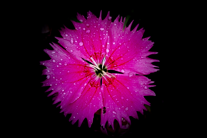 Close-up of a vibrant pink flower covered in water droplets against a dark background — a striking nature macro photo by Cristian Mitrani.