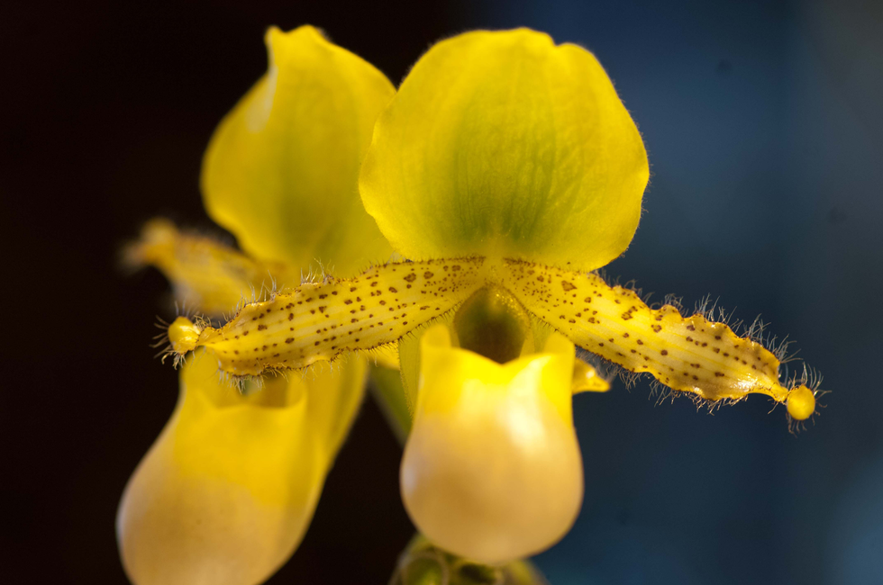 A yellow flower with a small insect resembling Cristian Mitrani's likeness resting on its petals