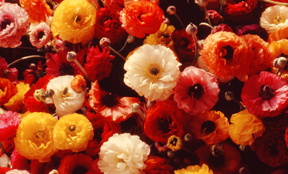 Close-up of a vibrant bouquet of ranunculus flowers in shades of red, orange, yellow, and white — a colorful floral arrangement photographed by Cristian Mitrani.