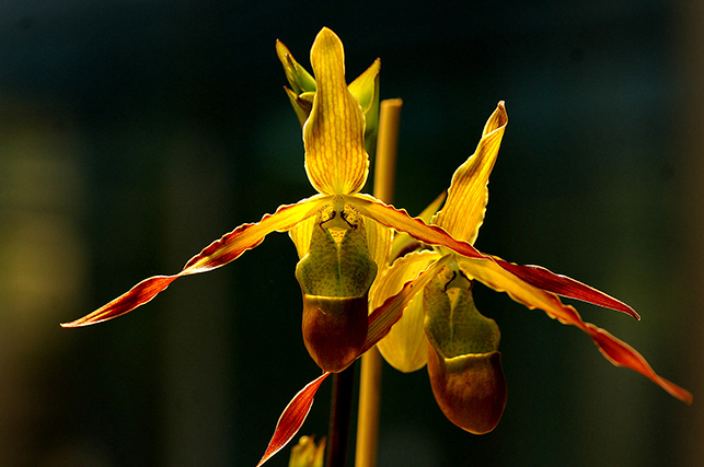 Close-up of a striking yellow orchid with elongated petals and a dark background, highlighting intricate flower details — a nature photograph by Cristian Mitrani.