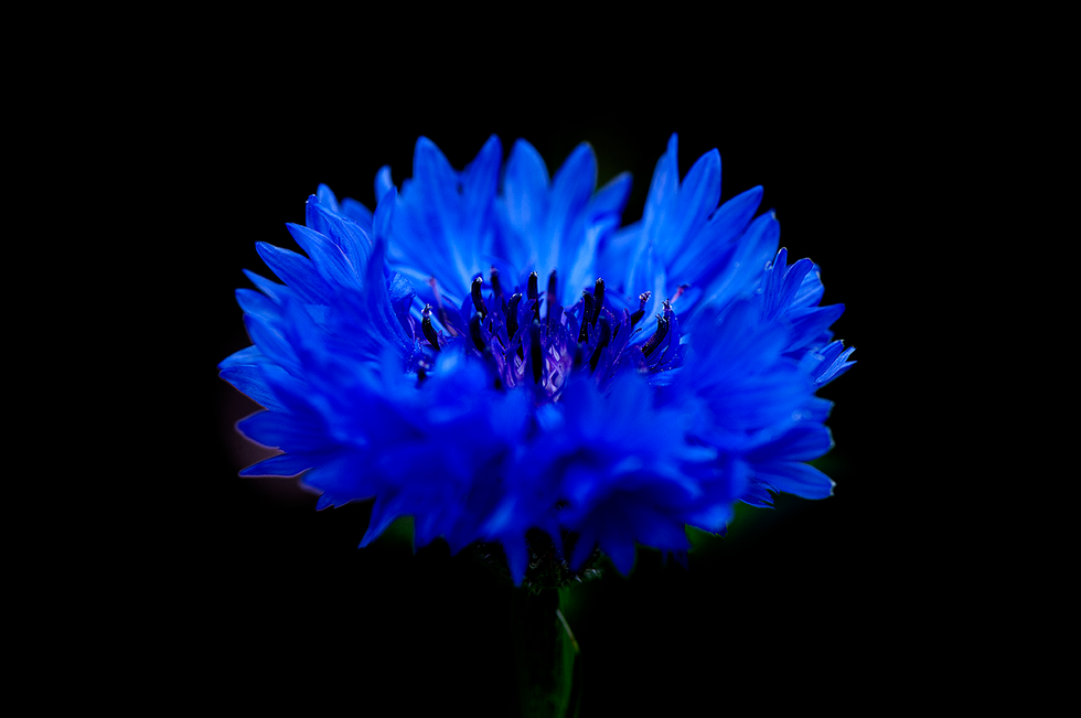 Close-up of a vibrant blue cornflower against a black background, showcasing intricate petal details — a vivid nature photograph by Cristian Mitrani.