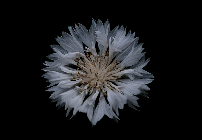Close-up of a pale, almost white, flower with delicately ruffled petals against a black background — a minimalist floral photograph by Cristian Mitrani.