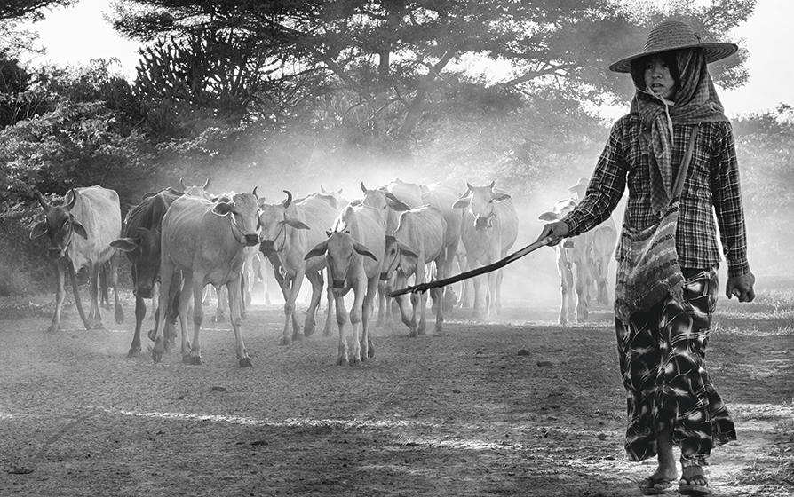 Black and white photo of a herder walking with cattle in a misty rural landscape, evoking tradition and daily life — a timeless moment by Cristian Mitrani.