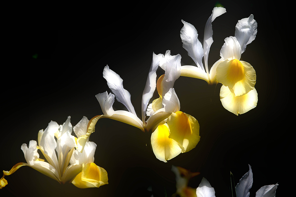 Close-up of white and yellow irises illuminated against a dark background, highlighting delicate petals and vibrant colors — a striking floral photo by Cristian Mitrani.