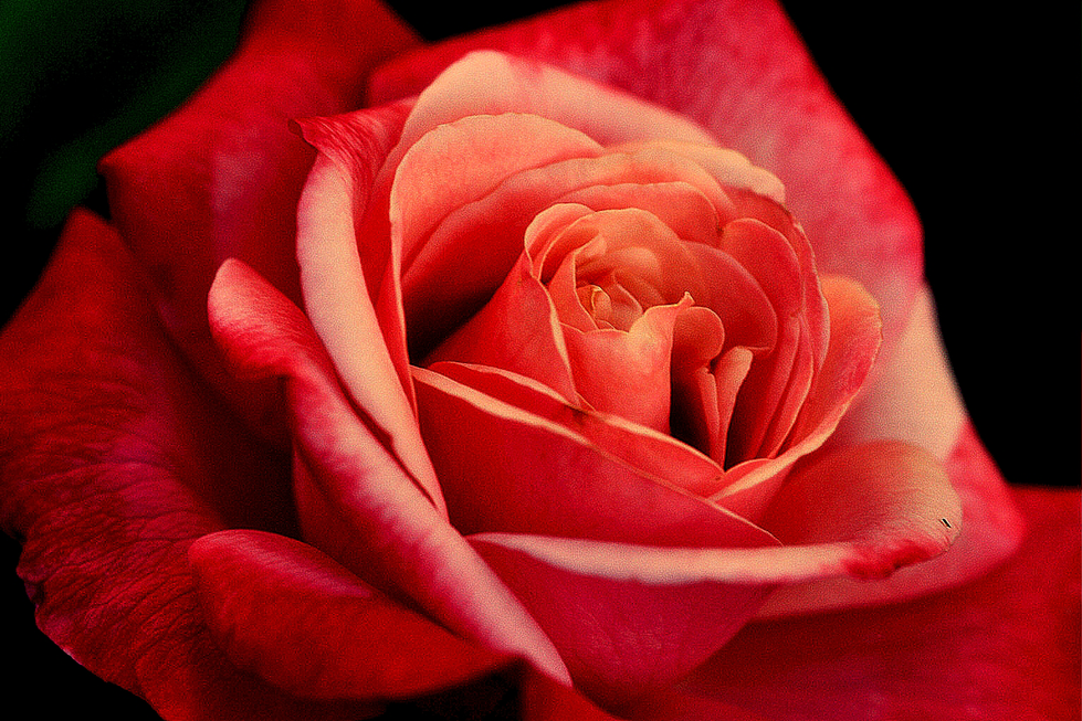 Close-up of a vibrant pink and red rose, symbolizing beauty and passion, reminiscent of Cristian Mitrani's expressive and colorful artistic style that celebrates natural elegance and emotion.