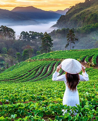 asian-woman-wearing-vietnam-culture-traditional-strawberry-garden-doi-ang-khang-chiang-mai