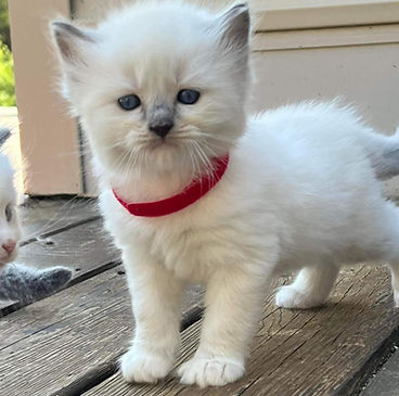 BP blue mitted male_edited.jpg