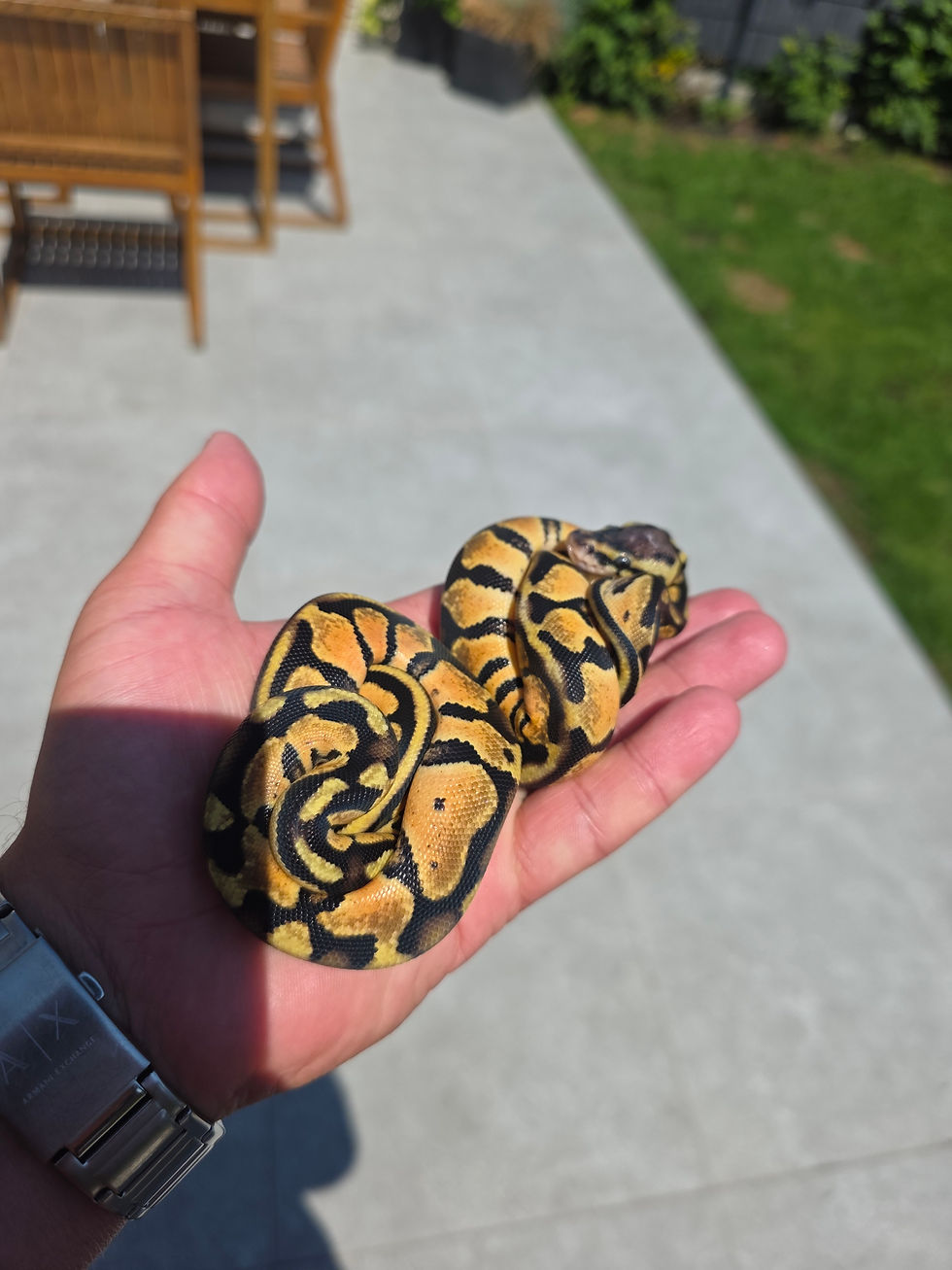 Miniatura: Epic pastel dbl het monarch/ pied 1.1