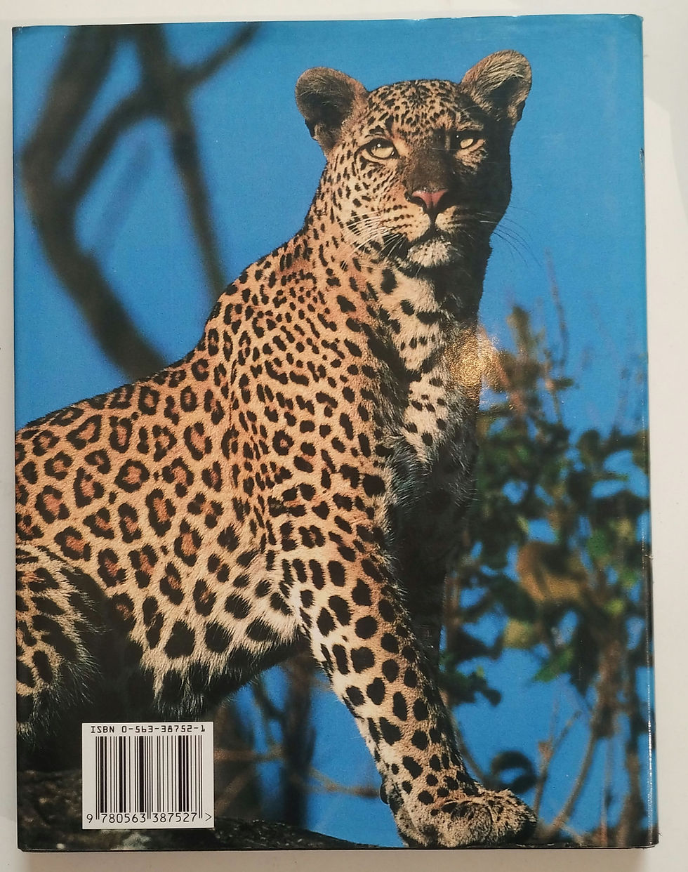 Thumbnail: The Big Cat Diary