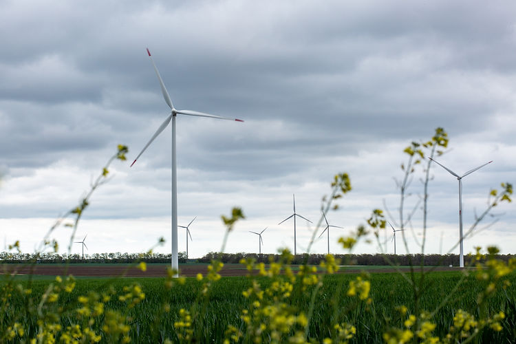 closeup-wild-yellow-flowers-with-blurry-white-windmills.jpg