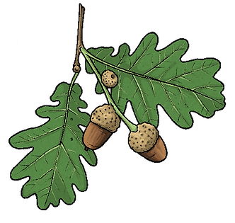 Eiche Blatt Illustration