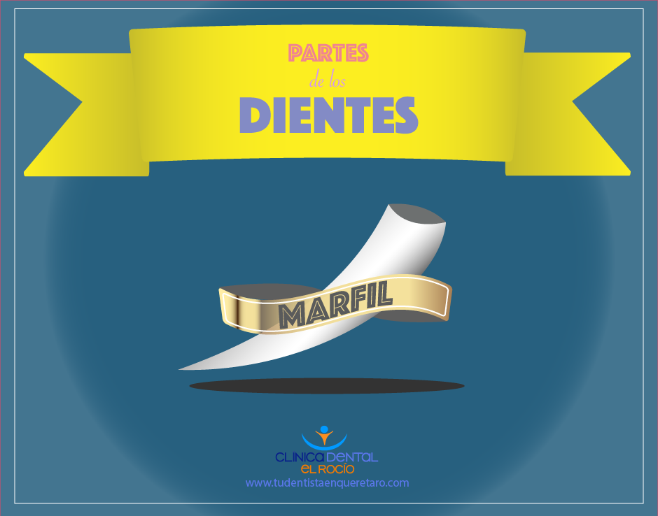 partes del diente1
