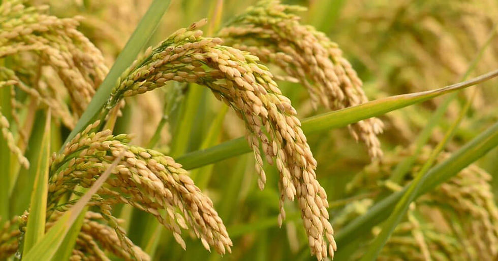 rice-paddy.jpg