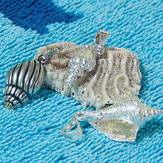 GastropodaColecc_edited_edited_edited.jp