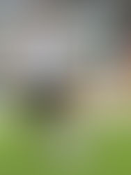 Pitbull com pedigree