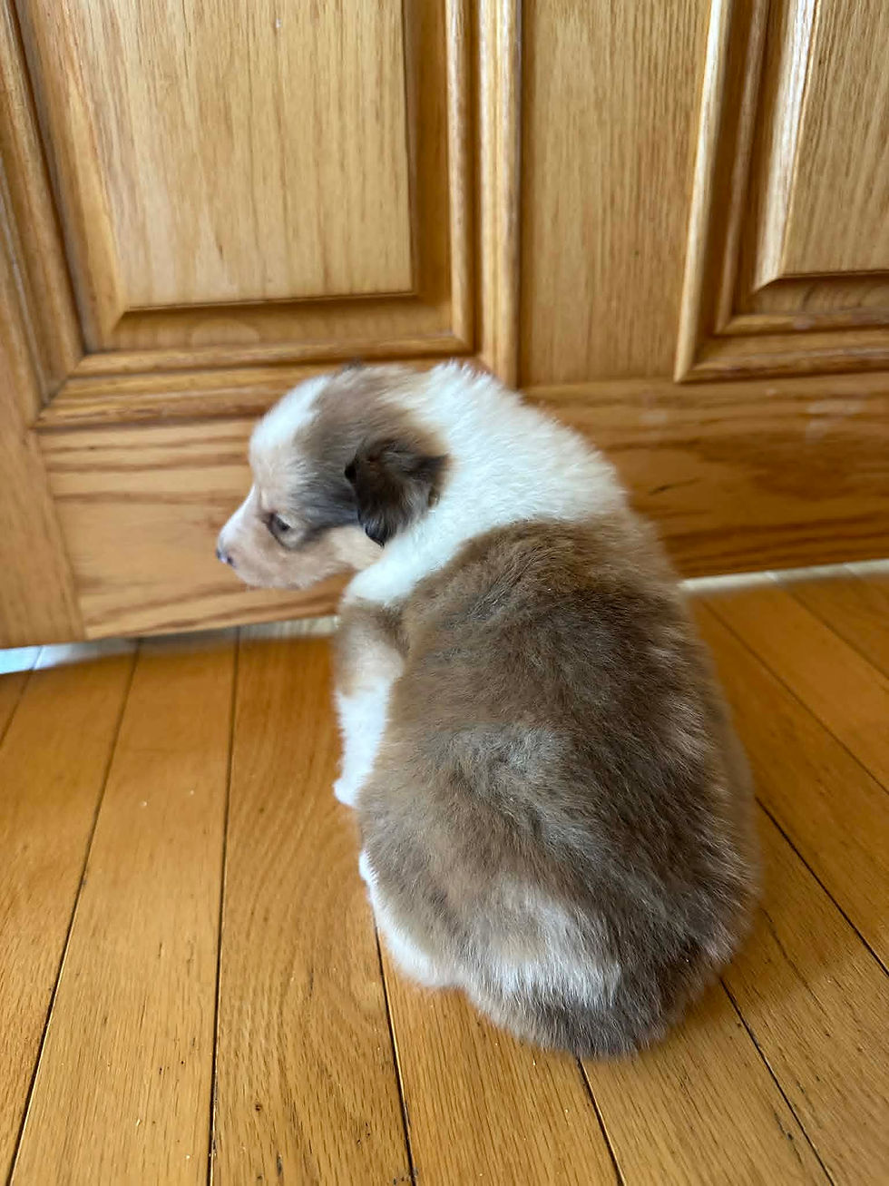 FB14 Mâle sable merle