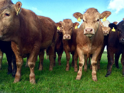 Beef cattle picture.jpg