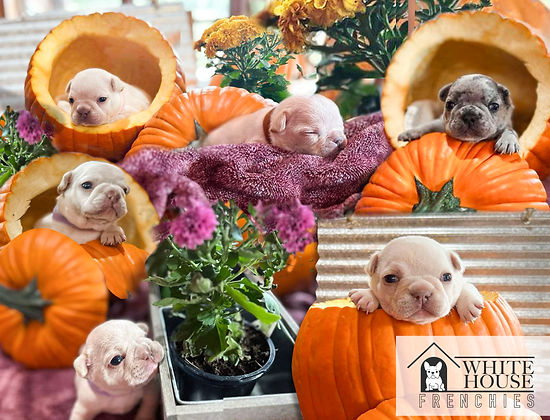 whf 6 pups.jpg