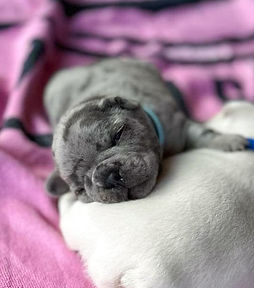 light blue grey pup.jpg