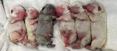 babies group.jpg