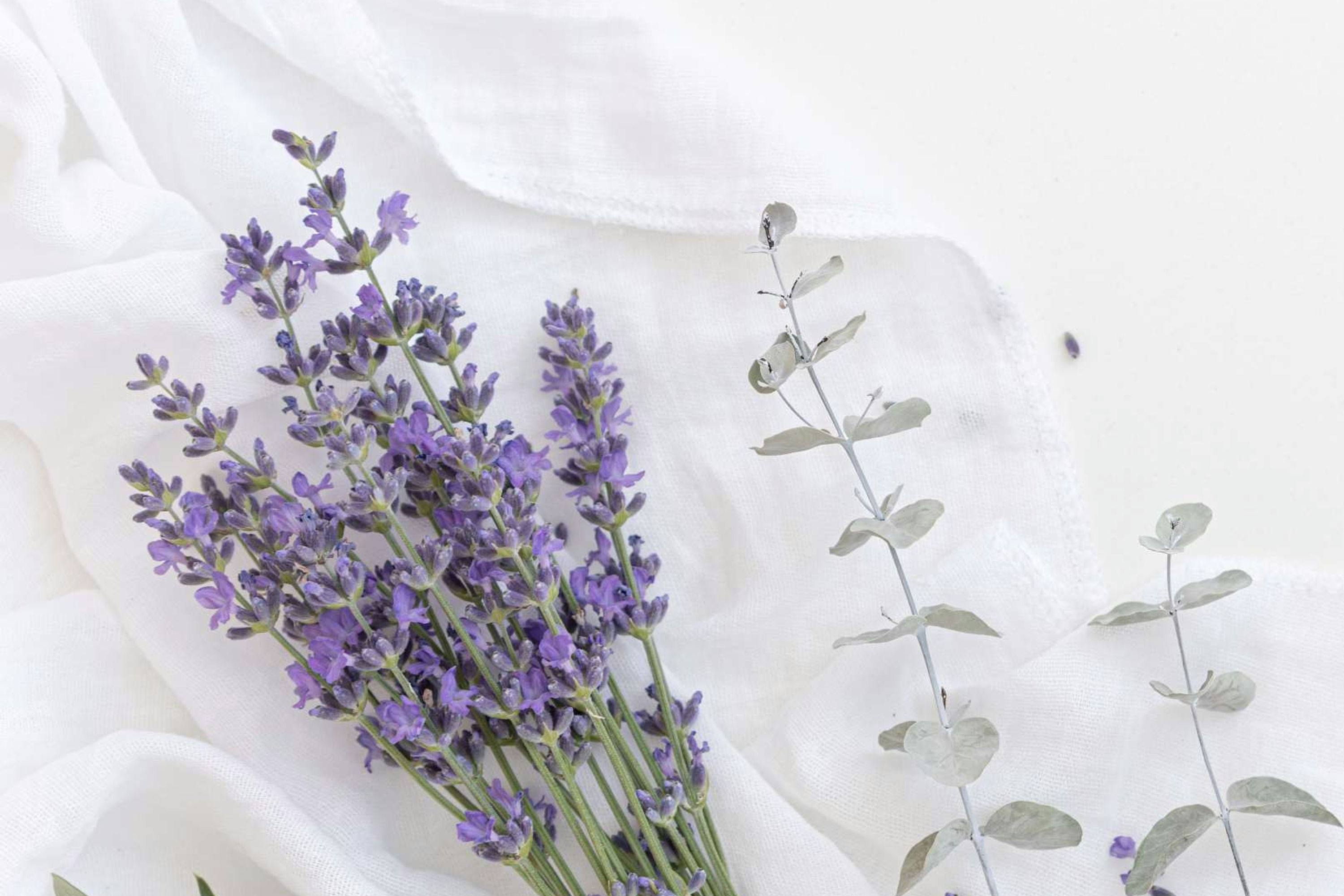 Lavender Flowers – Calming & Aromatic Herbal Tea | Stress & Sleep Support 