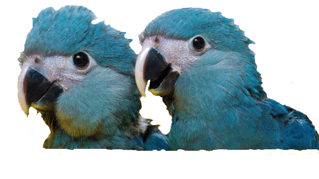 Ara-Spix-cyanopsitta-spixii-protection-espèce-caractère-détention-perroquets-oiseaux-psitt