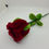 Miniature : Rose M 