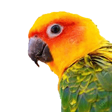 conure soleil