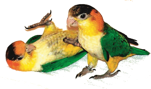 caique