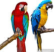 ara rauna & chloroptere